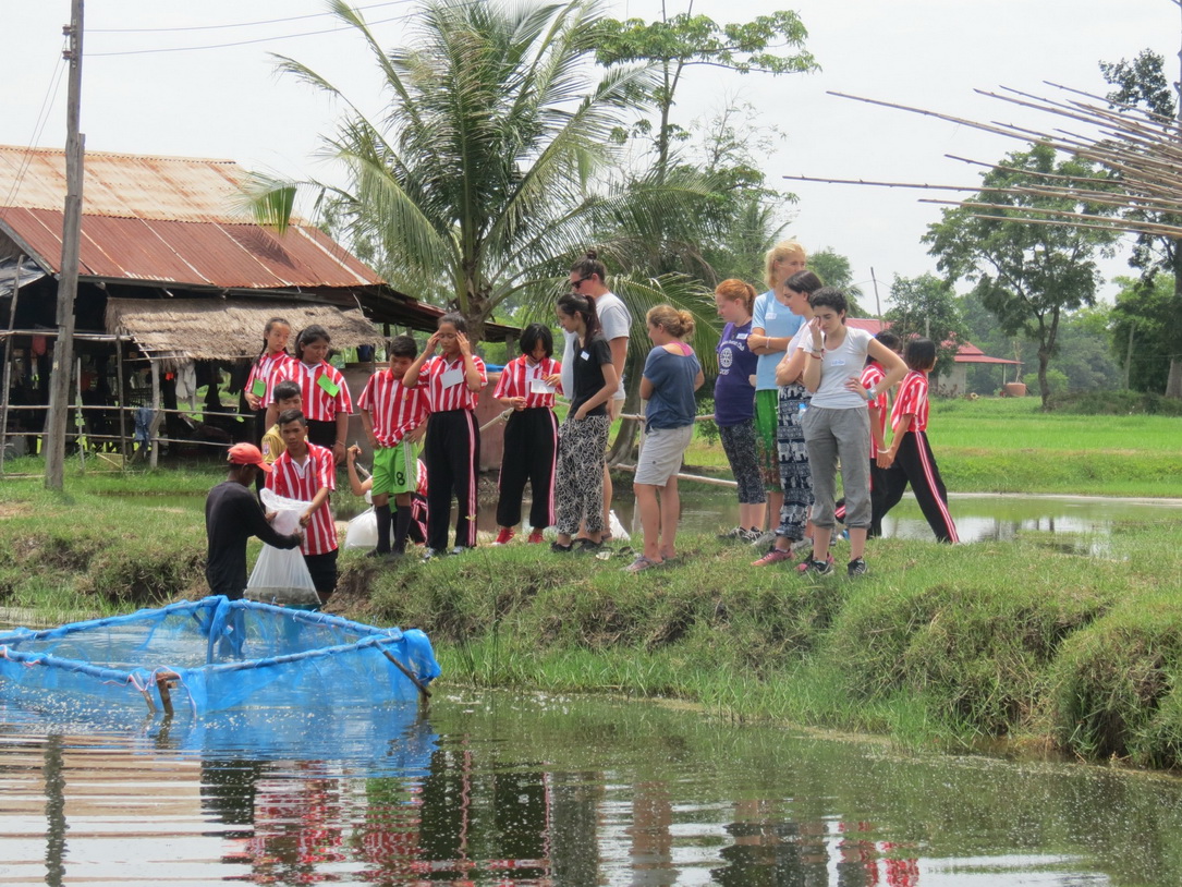 Rice field 8043